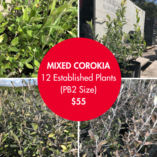 12 Corokia Trees Mixed